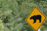 【悲報】秋田県「人口１０００人の村にクマ２０００頭生息してます」ｗｗｗｗｗｗｗｗ