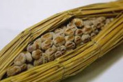 【朗報】納豆がコロナ感染後の悪化を防ぐかも