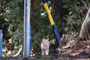 【ねこ画像】神社のねこ
