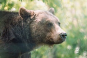 アホ「冬眠明けのクマを殺さないで！共存出来る！」ワイ「ほーん」