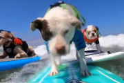 ワンちゃんのサーフィン大会がウェブ上で開催される！