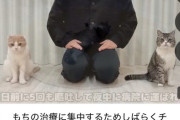 【悲報】大人気猫系YouTuber、しばらくチャンネル休止へｗｗｗｗ