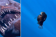 【動画あり】鋭い牙に恐い顔の深海魚　なぜか水面付近で発見される　研究者も困惑