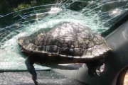 【画像】走行車のフロントガラスに飛んできた亀が突き刺さるｗｗｗｗｗ