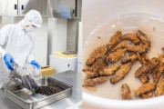 【コオロギ食】 メーカー社長が語る未来の食糧「タピオカブームと違って将来必要とされる」再来年には市場規模1000億円とも
