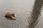 【画像】モグラさん、雨が凄すぎて土から出てくるwwwwwwwwwwwwwww