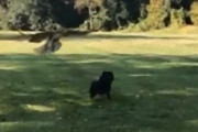公園を散歩中に猛禽類が空からやってきた！子犬の危機一髪