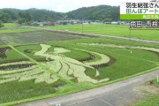 羽生結弦さん描いた田んぼアートが見頃　角田