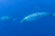 シーシェパードが新種のクジラを発見する！！！！