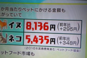 ネッコとかイッヌ飼うとすれば1年間でいくらくらいかかるのけ？