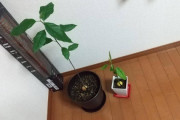 おっちゃんワイ、観葉植物にハマるｗｗｗｗｗｗｗｗｗｗｗｗｗｗｗｗ