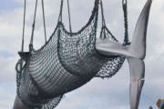 欧米人「捕鯨をやめろ！！」日本「やだ！絶対取る！！！」←そんなにクジラ欲しいか？