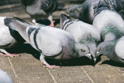 【迷惑行為】鳩の餌やり常習者さん、終了のお知らせ・・・