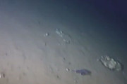 【動画】水深550mの海底に突き刺さるイカ