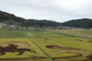 誕生日知ってるのか。稲刈りは毎年偶然にも127日目付近。宮城県角田市の西根田んぼアート。