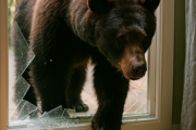 北海道・三笠市の住宅に窓ガラスを割ってクマ侵入　洗濯中の住人の横を通過し玄関から立ち去る...