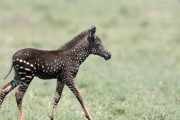 【○o°】水玉模様のシマウマが見つかる