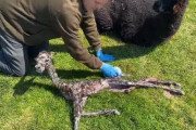 【画像】生まれたてのアルパカ、ガチでヤバすぎるｗｗｗｗｗｗｗｗｗｗｗｗ