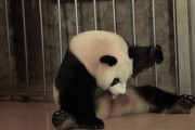 【悲報】パンダの出産、雑すぎる【gif】