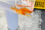 お祭り翌日のゴミ捨て場、放置された2匹の金魚　「生きたまま捨てるなんて...」発見者は嘆いた