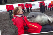 絶対に触ってはいけない「赤ちゃんアザラシ」が可愛すぎ！ 海外の反応