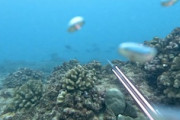 【動画】間一髪！魚突きで死にかけたダイバー視点の映像が怖すぎ。