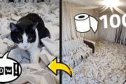 【ねこ動画】トイレットペーパーの部屋にねこを放してみた