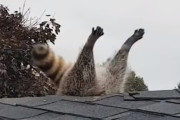 屋根に刺さったアライグマを救出