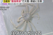 兵庫県で「白いズワイガニ」が雄雌1匹ずつ水揚げされる　カニみそが透け透け（※画像あり）