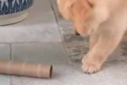 子イヌの目の前に「紙筒」が転がっていた。これは何だぁ？ → かわいい子犬、戦います…