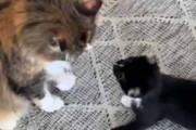 子ネコが先輩猫の顔を叩いて逃げた。１度や２度なら許してあげよう → 仏の顔も三度まで…