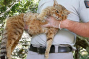 【朗報】??キツネと合体した新種の猫！発見される！