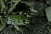 【閲覧注意"GIF"】カエルさん、昆虫にちょっとずつ食われる「凄い痛そう」