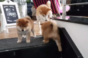 大好きなママのもとへ！柴犬の子犬が初めて階段を昇る様子にほっこり