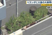 【福岡】マンションのベランダで大胆に大麻を大量栽培していた男を逮捕