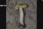 北アルプスで“新種きのこ”発見 まつたけと同じ分類 信州大学