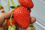【画像】いちご狩りきたぞ！練乳とかマジいらねぇレベルの甘さ