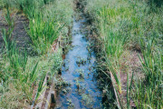 田んぼの端にあった、掘っただけの用水路
