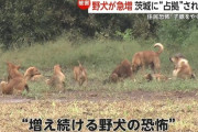 【茨城】野犬の群れに占拠された町　「子豚がやられた」「孫を外に出さないようにしてる」　恐怖に怯える町民たち
