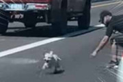 【子イヌ】 車で高速道路を走っていたら子犬がいた。逃げている。このままじゃ危ない！ → 結果…