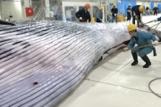 【動画】日本の捕鯨母船「関鯨丸」によるナガスクジラのさばき方。