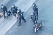 【動画】デモ隊、警察犬に壊滅させられる