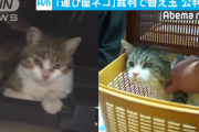 違法薬物の運び屋ネッコ、裁判で替え玉が発覚…散歩中に逃走し色も全く違う猫が提出される（露）