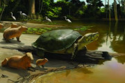 約4万年前のアマゾン生息していたカメ、デカい！カピバラよりも余裕でデカい！！（画像あり）