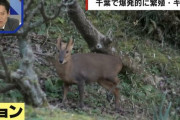 千葉県で「キョン」が大量繁殖も捕獲進まず…「駆除するときに泣き叫ぶ。心がやられる」わかってるだけで7万頭