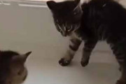 ２匹の子ネコが威嚇し合っていた。ケンカかな？ → いいえ、ちょっとダンスバトルです…