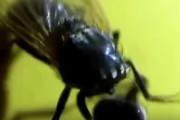 【動画】ハエさん、自分の頭をねじ切ってしまう