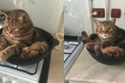 【ねこ画像】やらかしてしまった猫さん…「これ、勝手に落ちてきたにゃ」と言いたげなお顔ですねwww