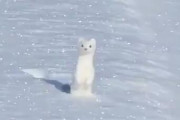 【動画】北海道のオコジョさん、ガチでぬいぐるみみたいにカワイイと話題にｗｗｗｗｗｗｗｗ