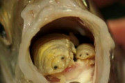 【閲覧注意】虫さん親子、魚の口の中に住んでしまう